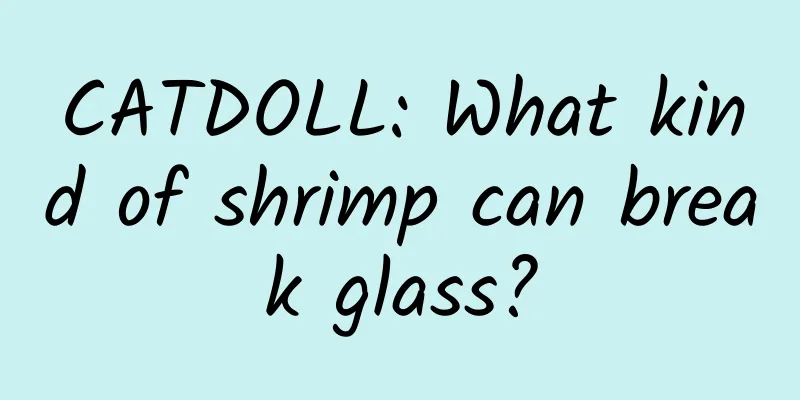 CATDOLL: What kind of shrimp can break glass?