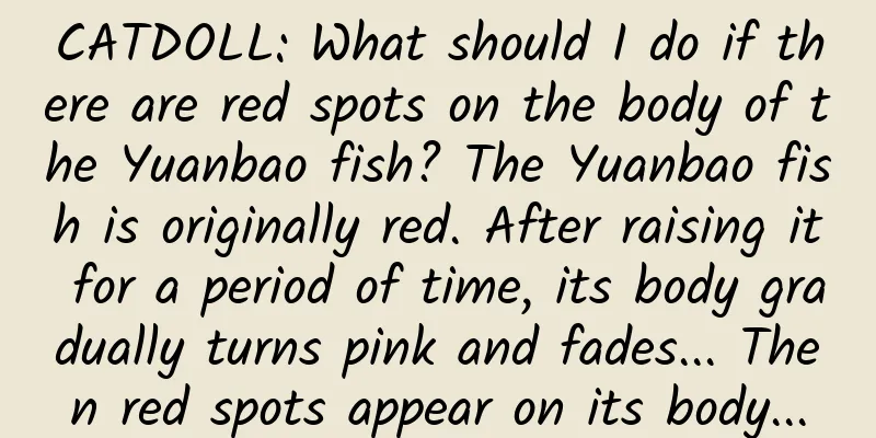 CATDOLL: What should I do if there are red spots on the body of the Yuanbao fish? The Yuanbao fish is originally red. After raising it for a period of time, its body gradually turns pink and fades... Then red spots appear on its body...