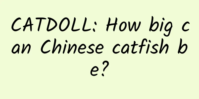 CATDOLL: How big can Chinese catfish be?