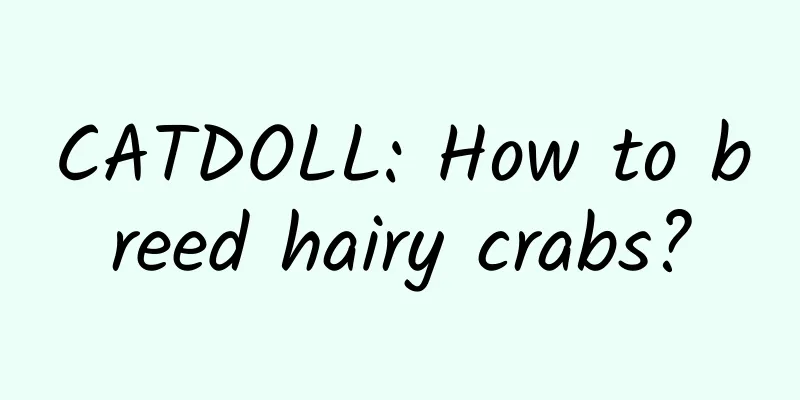 CATDOLL: How to breed hairy crabs?