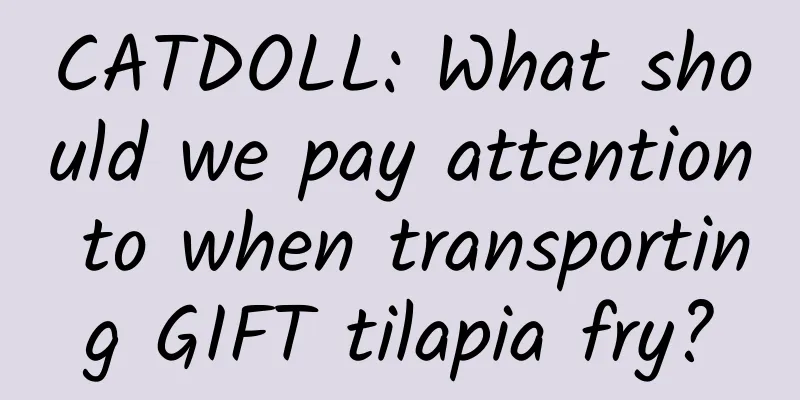 CATDOLL: What should we pay attention to when transporting GIFT tilapia fry?