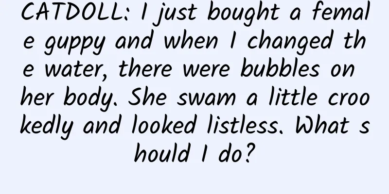 CATDOLL: I just bought a female guppy and when I changed the water, there were bubbles on her body. She swam a little crookedly and looked listless. What should I do?