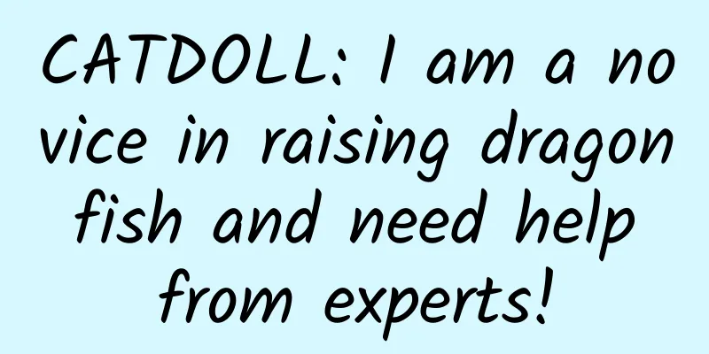 CATDOLL: I am a novice in raising dragon fish and need help from experts!