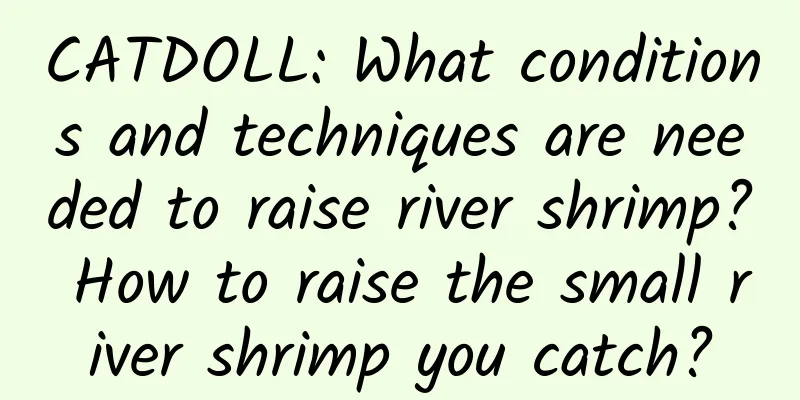 CATDOLL: What conditions and techniques are needed to raise river shrimp? How to raise the small river shrimp you catch?