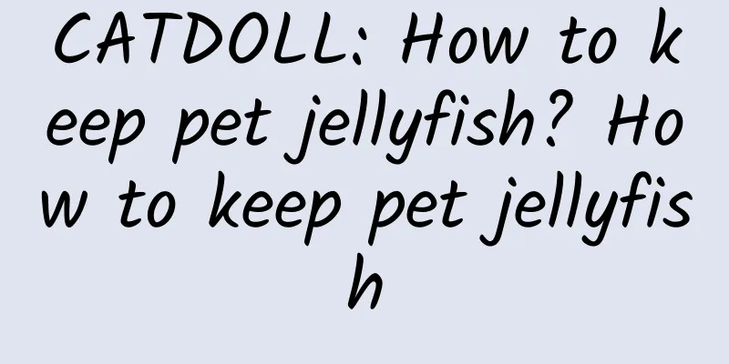 CATDOLL: How to keep pet jellyfish? How to keep pet jellyfish