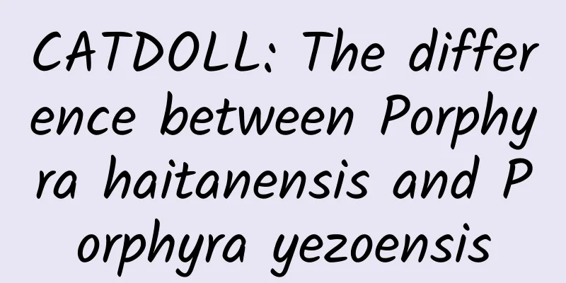 CATDOLL: The difference between Porphyra haitanensis and Porphyra yezoensis