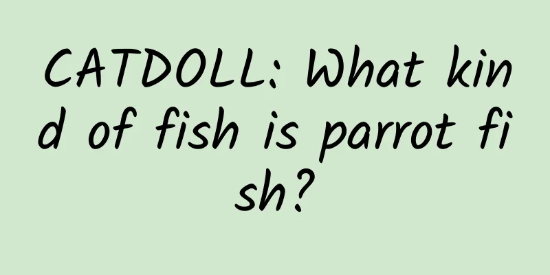 CATDOLL: What kind of fish is parrot fish?