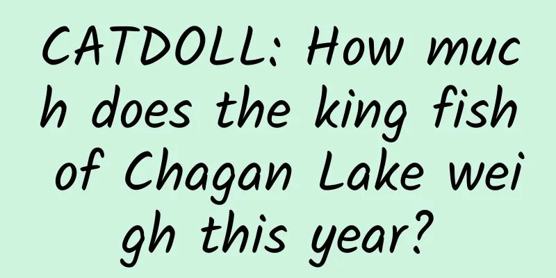 CATDOLL: How much does the king fish of Chagan Lake weigh this year?