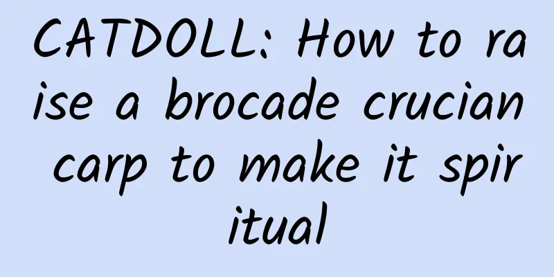 CATDOLL: How to raise a brocade crucian carp to make it spiritual