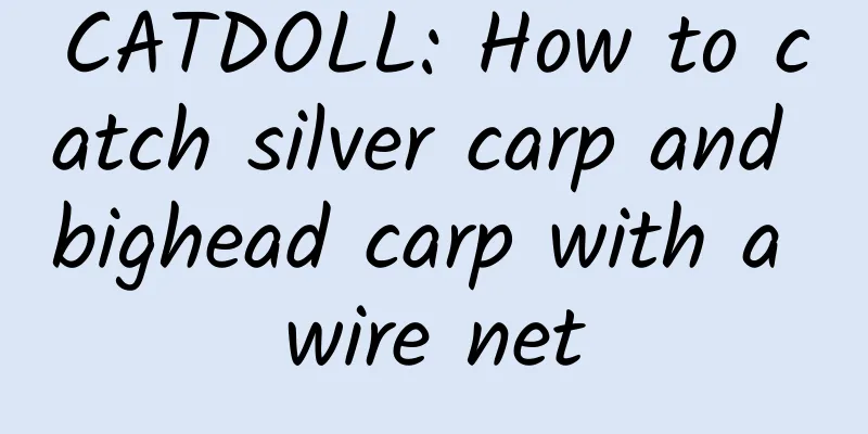 CATDOLL: How to catch silver carp and bighead carp with a wire net