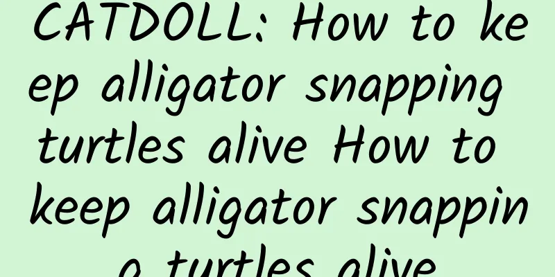 CATDOLL: How to keep alligator snapping turtles alive How to keep alligator snapping turtles alive
