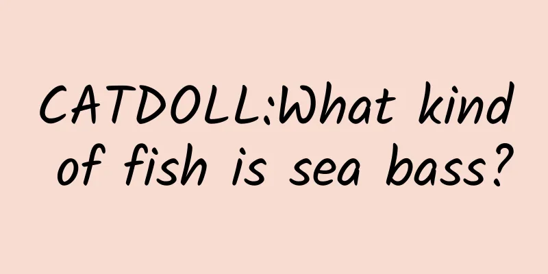 CATDOLL:What kind of fish is sea bass?
