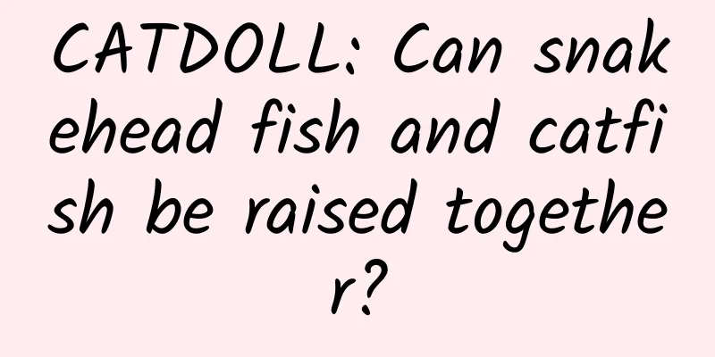CATDOLL: Can snakehead fish and catfish be raised together?
