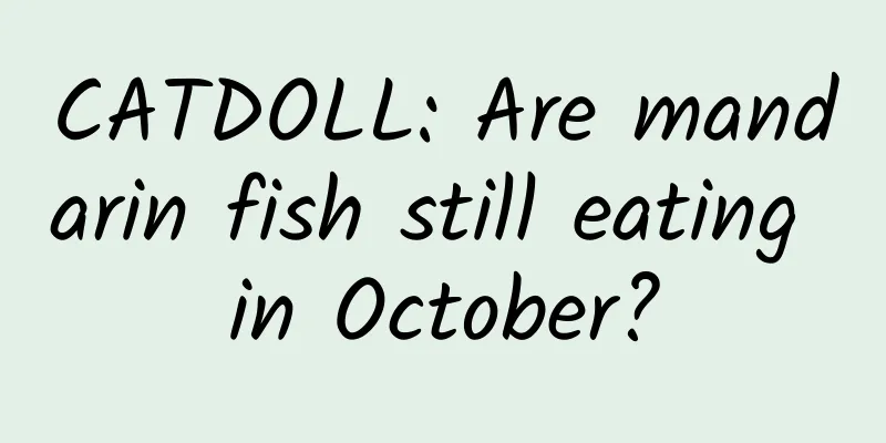 CATDOLL: Are mandarin fish still eating in October?