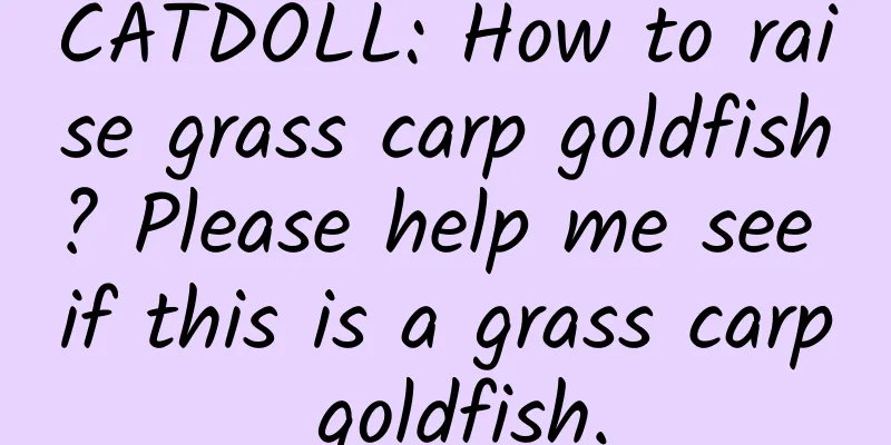 CATDOLL: How to raise grass carp goldfish? Please help me see if this is a grass carp goldfish.