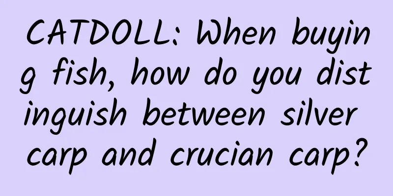 CATDOLL: When buying fish, how do you distinguish between silver carp and crucian carp?