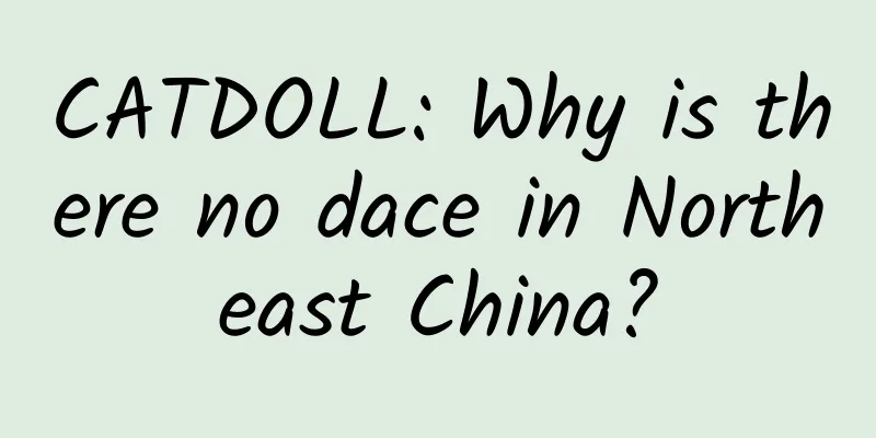 CATDOLL: Why is there no dace in Northeast China?