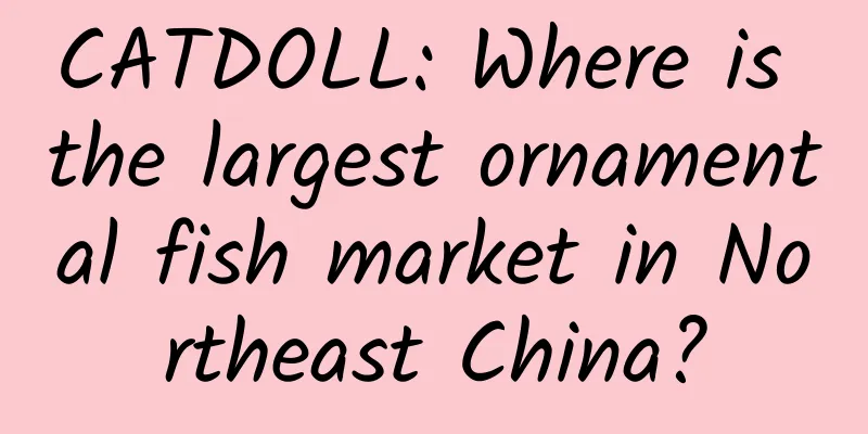 CATDOLL: Where is the largest ornamental fish market in Northeast China?