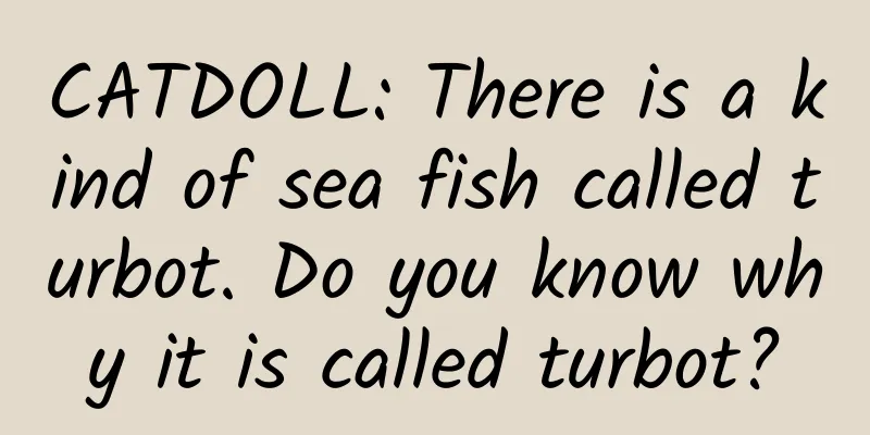 CATDOLL: There is a kind of sea fish called turbot. Do you know why it is called turbot?