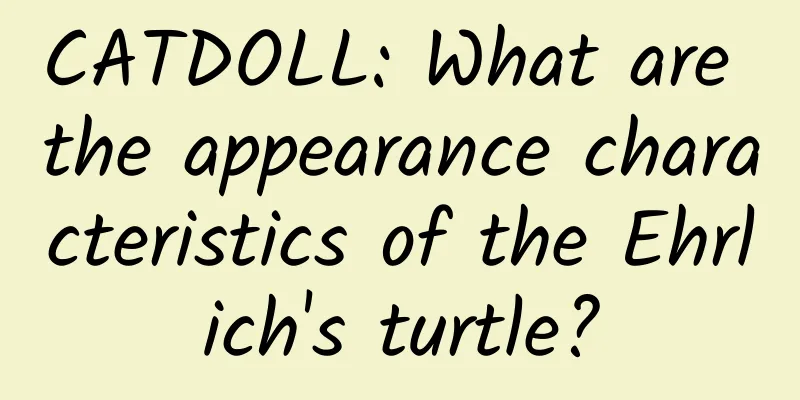 CATDOLL: What are the appearance characteristics of the Ehrlich's turtle?