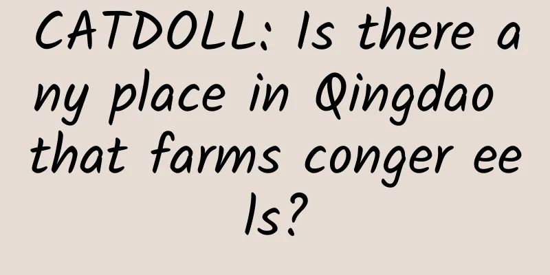 CATDOLL: Is there any place in Qingdao that farms conger eels?