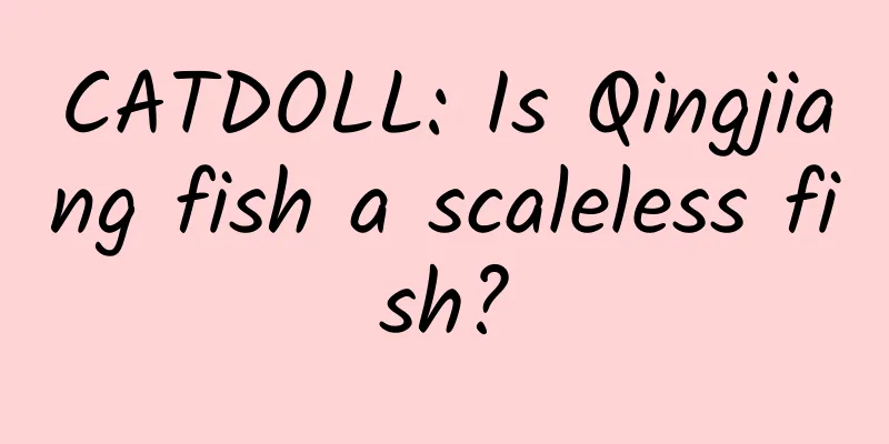 CATDOLL: Is Qingjiang fish a scaleless fish?