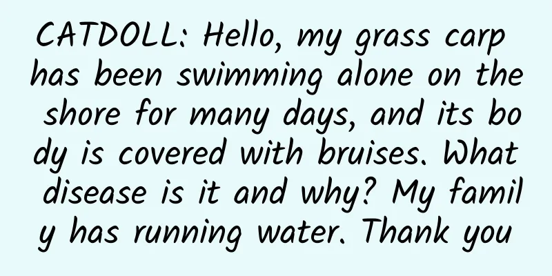 CATDOLL: Hello, my grass carp has been swimming alone on the shore for many days, and its body is covered with bruises. What disease is it and why? My family has running water. Thank you