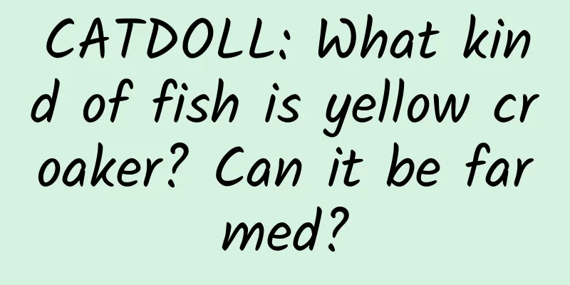 CATDOLL: What kind of fish is yellow croaker? Can it be farmed?