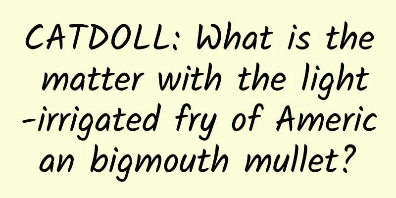 CATDOLL: What is the matter with the light-irrigated fry of American bigmouth mullet?