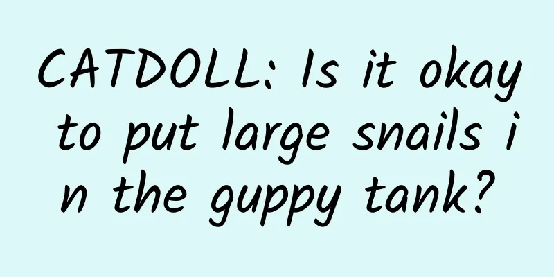 CATDOLL: Is it okay to put large snails in the guppy tank?