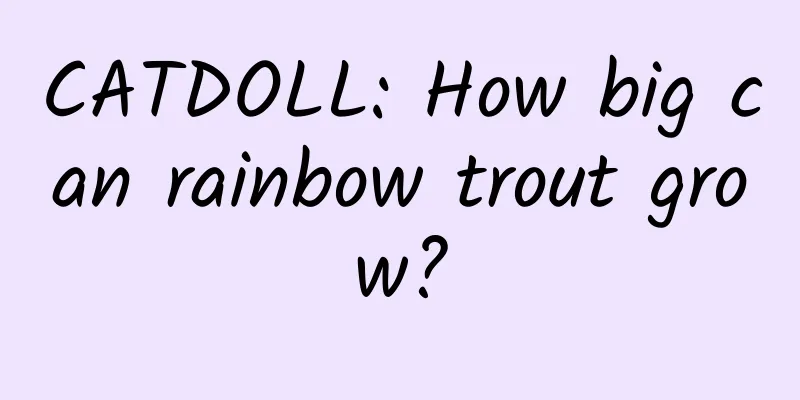 CATDOLL: How big can rainbow trout grow?
