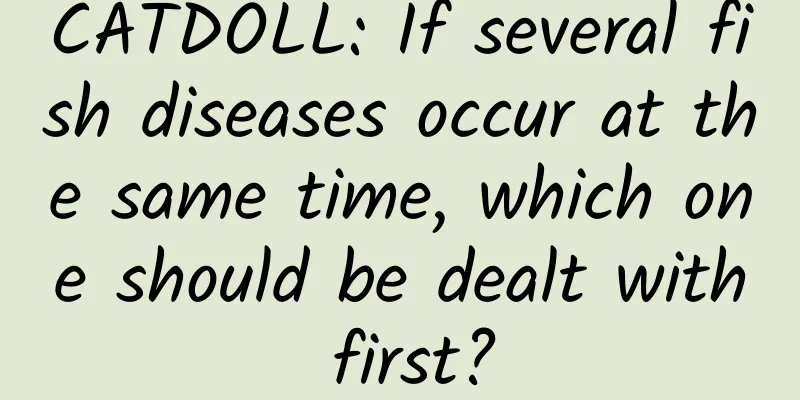 CATDOLL: If several fish diseases occur at the same time, which one should be dealt with first?