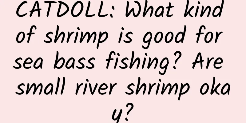 CATDOLL: What kind of shrimp is good for sea bass fishing? Are small river shrimp okay?
