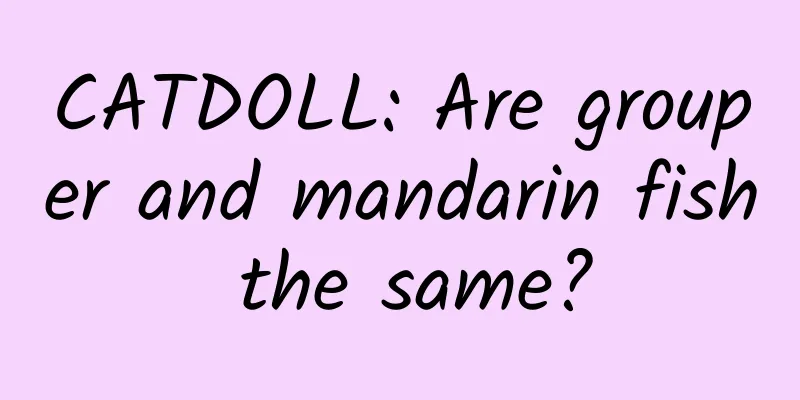 CATDOLL: Are grouper and mandarin fish the same?