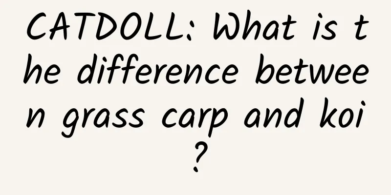 CATDOLL: What is the difference between grass carp and koi?
