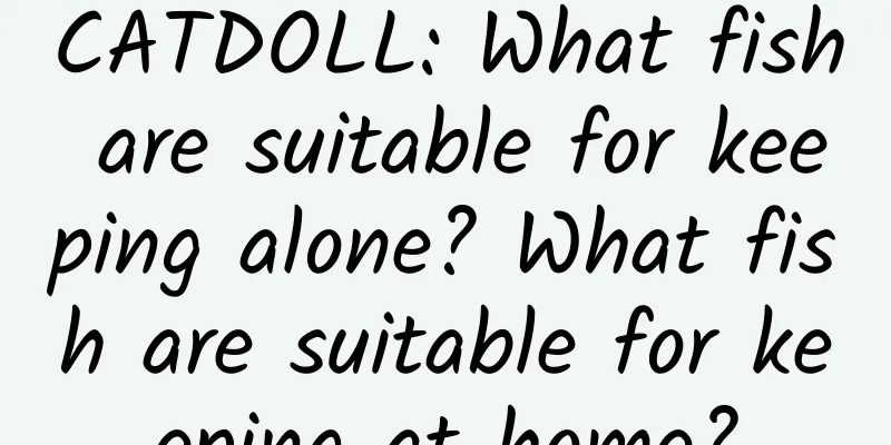 CATDOLL: What fish are suitable for keeping alone? What fish are suitable for keeping at home?