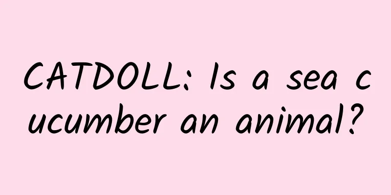 CATDOLL: Is a sea cucumber an animal?