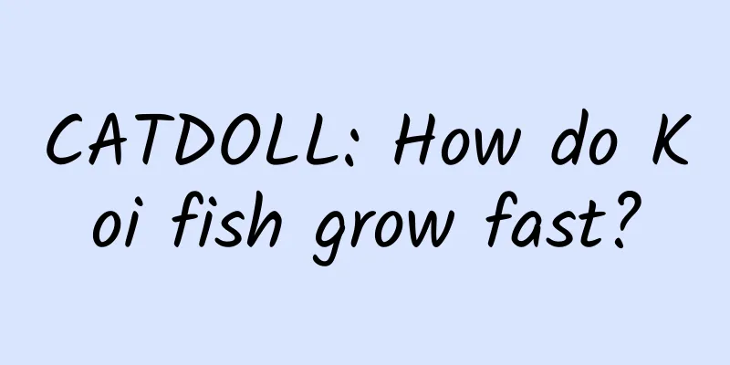 CATDOLL: How do Koi fish grow fast?