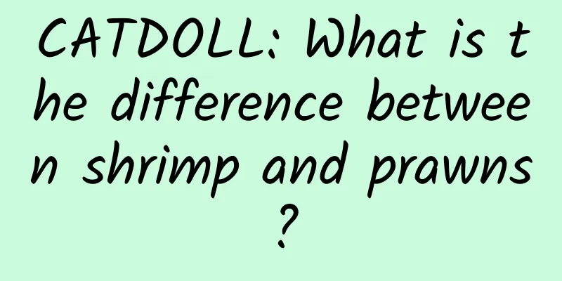 CATDOLL: What is the difference between shrimp and prawns?