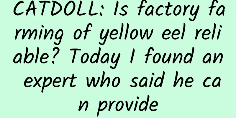 CATDOLL: Is factory farming of yellow eel reliable? Today I found an expert who said he can provide