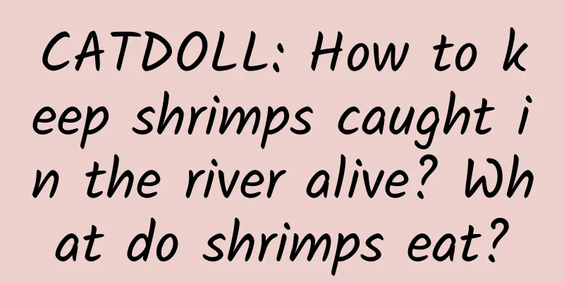 CATDOLL: How to keep shrimps caught in the river alive? What do shrimps eat?