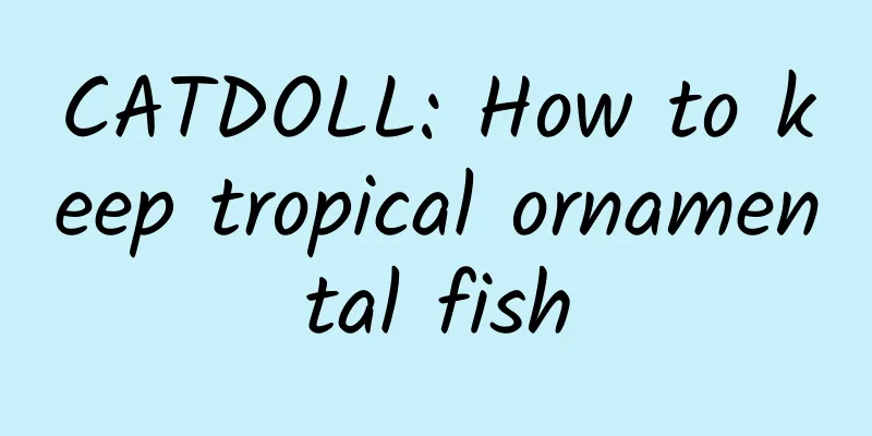 CATDOLL: How to keep tropical ornamental fish