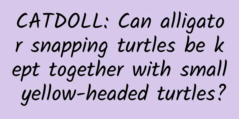 CATDOLL: Can alligator snapping turtles be kept together with small yellow-headed turtles?