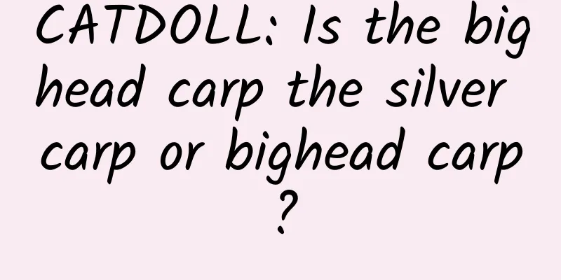 CATDOLL: Is the bighead carp the silver carp or bighead carp?