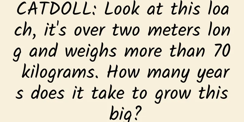 CATDOLL: Look at this loach, it's over two meters long and weighs more than 70 kilograms. How many years does it take to grow this big?
