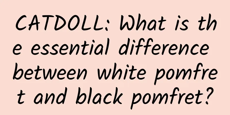 CATDOLL: What is the essential difference between white pomfret and black pomfret?