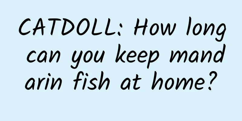 CATDOLL: How long can you keep mandarin fish at home?