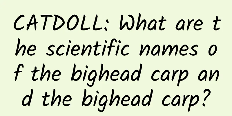 CATDOLL: What are the scientific names of the bighead carp and the bighead carp?