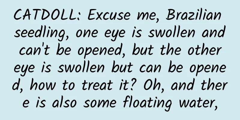 CATDOLL: Excuse me, Brazilian seedling, one eye is swollen and can't be opened, but the other eye is swollen but can be opened, how to treat it? Oh, and there is also some floating water,
