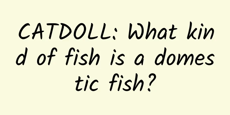 CATDOLL: What kind of fish is a domestic fish?